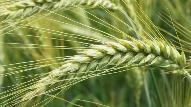 Olejki Eteryczne Zamiast Pestycydów? Rewolucja w Eko Rolnictwie