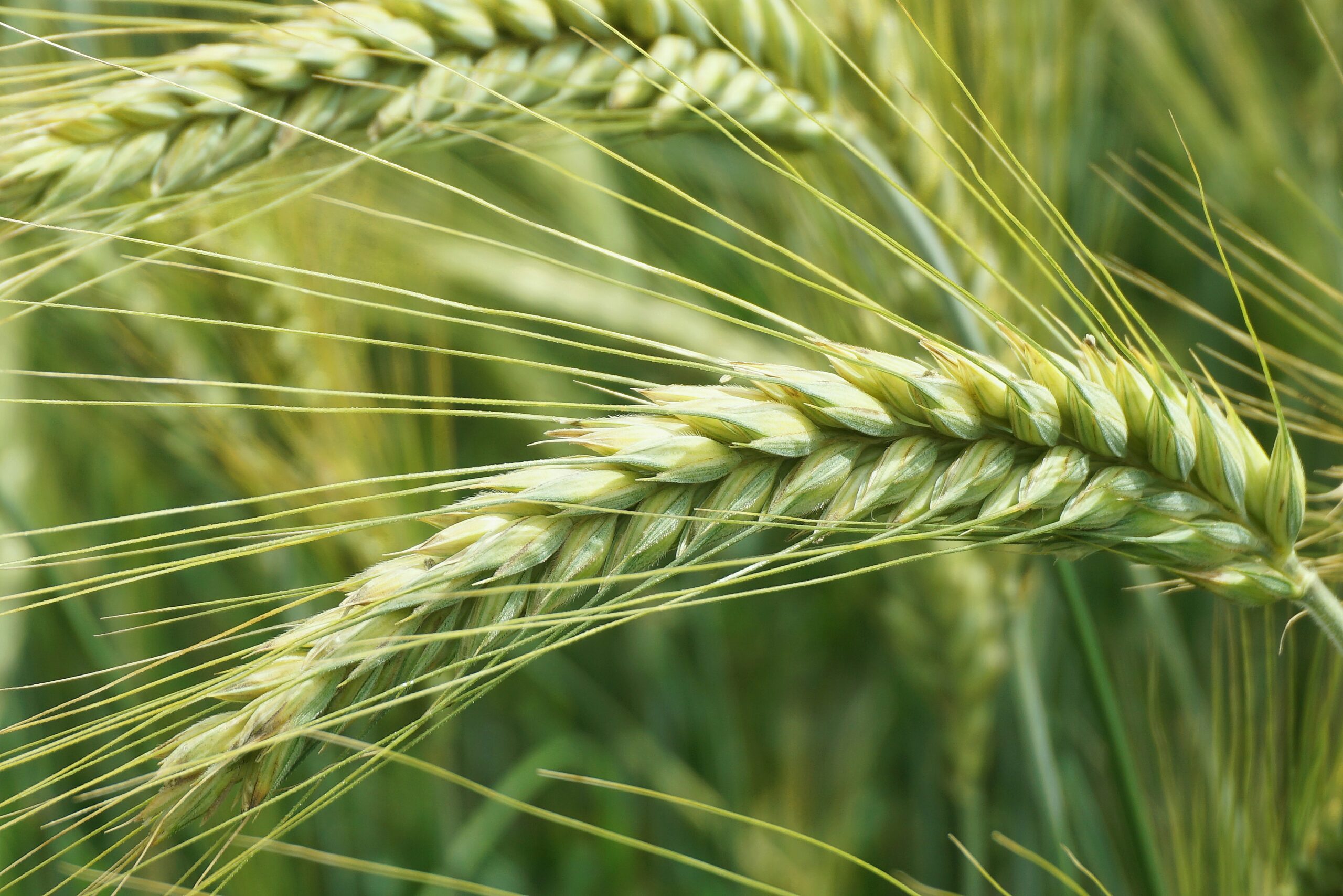 Olejki Eteryczne Zamiast Pestycydów? Rewolucja w Eko Rolnictwie