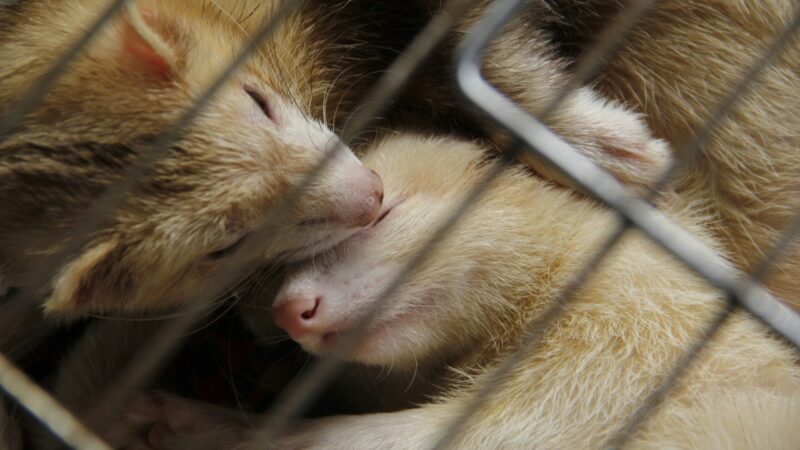 Zakaz hodowli na futra w Polsce: status, Piątka dla Zwierząt i lobby futrzarskie