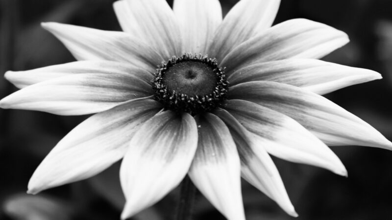 Zabójstwo 11-letniej Danusi. Nowe fakty i data pogrzebu