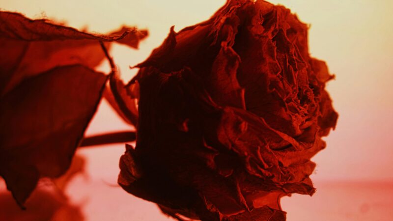 Co obejrzeć w Walentynki 2026? Premiery kinowe i VOD