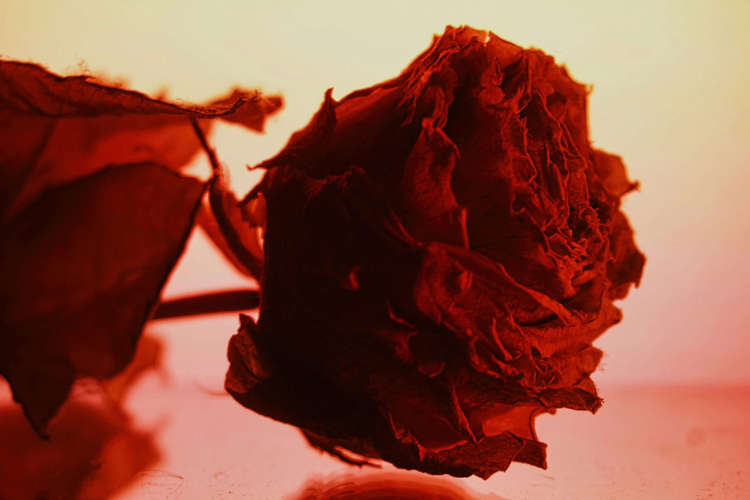 Co obejrzeć w Walentynki 2026? Premiery kinowe i VOD