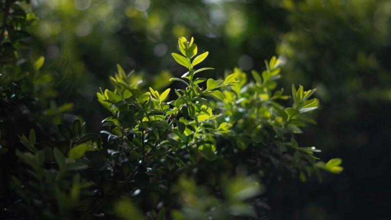 Zakazany krzew 2027: Milion złotych kary za dławisza!